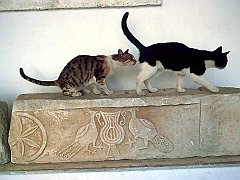 Gatti (238)